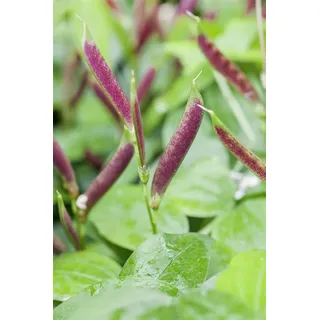 Lathyrus vernus, Frühlings-Platterbse, ca. 9x9 cm Topf, violett-rosa