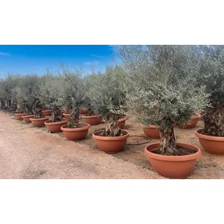 Sunny Tree - Olivenbaum im Dekotopf - Olea Europaea - Winterharte Olivenbaum Bonsai 200 cm - 100 Jahre Alter Olivenbaum - Fruchttragend
