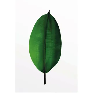 KOMAR Wandbild Ficus Leaf 50 x 70 cm