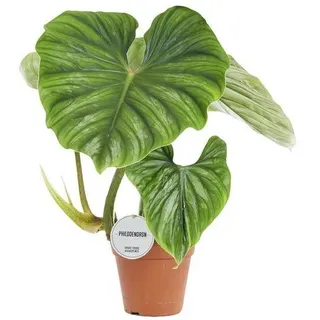 Baumfreund - Philodendron Plowmanii - Zimmerpflanze - Ø15cm - ?50cm