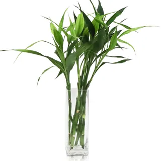 DRERIO Schmale Rechteckige Glasvase 30cm - Große durchsichtige Blumenvase/Bodenvase für Wohnzimmer, Flur und Dekoration