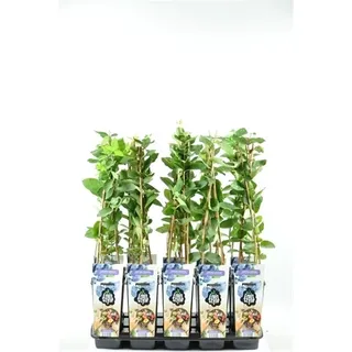 Sibirische Blaubeere - Honigbeere - Lonicera caerulea Kamtschatica ca. 30 cm – Vitaminreiche Beere für Garten & Balkon