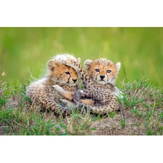 Papermoon »Photo-Art ROSHKUMAR, KATZEN GEPARD BABY«, bunt,