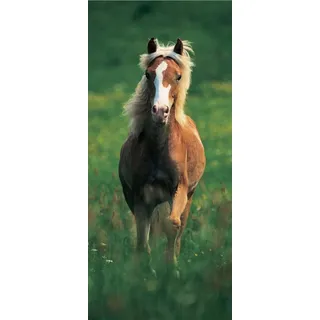 Papermoon »Haflinger Horse - Türtapete« bunt,