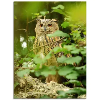 Artland Glasbild »Vogel Uhu« Vögel 1 Stk. tlg. in verschiedenen Größen, braun