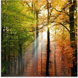 Artland Glasbild »Schöner Herbsttag 2« Wald 1 Stk. tlg. in verschiedenen Größen, braun