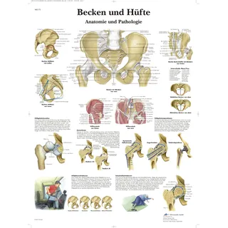 3B Scientific – Laminierte Becken & Hüfte Tafel – Anatomie & Pathologie – UV- & Staubgeschütztes Poster für Studium, Lehre & Kliniken