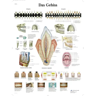 3B Scientific Lehrtafel - Das Gebiss, VR0263UU