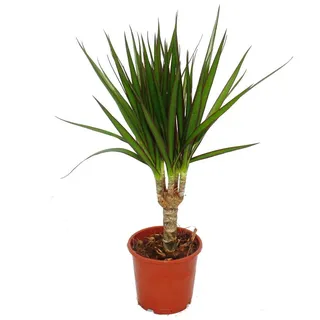 Drachenbaum - Dracaena marginata - 1 Pflanze - pflegeleichte Zimmerpflanze - Palme