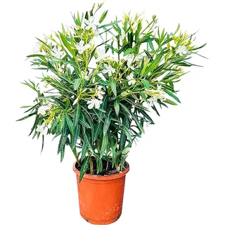 Sunny Tree - Pflanze - Oleander- Nerium Oleander - Höhe 80-100 cm - Farbe weiß - Außenpflanz