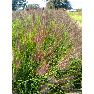 6 x Pennisetum alop. 'Black Beauty' - Lampenputzergras - topf 9 x 9 cm