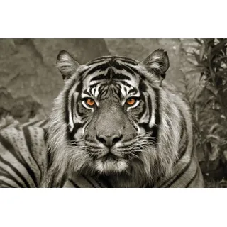Leinwandbild BÖNNINGHOFF "Wandbild TIGER 78x118 cm – Leinwandbild Keilrahmen Deko modern", grau (farbe bild(er): braun, beige, orange), B:118cm H:78cm T:2cm, Canvas, MDF, Bilder, Leinwandbild, auf Keilrahmen gespannt