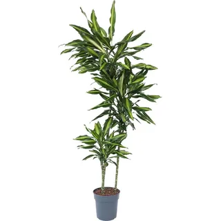 Drachenbaum - Dracaena fragrans 'Cintho' - Höhe 140-150cm - 24cm