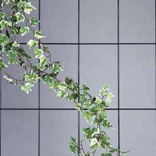 Siena Garden Spalier, Rankgitter, 4-strebig, 150x60cm, 763754