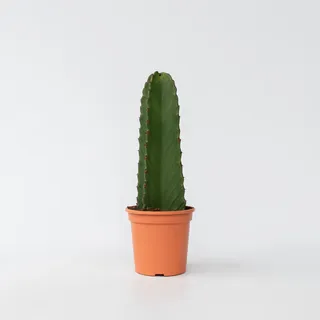 Plant in a Box - Euphorbia ingens - - 18cm