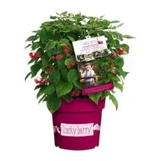 GROW by OBI Brombeere Lucky Berry Höhe ca. 40 - 60 cm Topf ca. 4,6 l