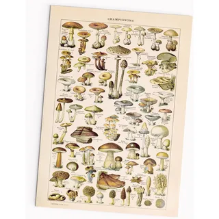FOLLYGRAPH Champignons Poster - Vintage, Pilze Bild, Wald, Pflanzen (30x40cm)
