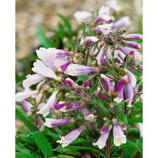 Penstemon hirsutus 'Pygmaeus', Bartfaden, ca. 9x9 cm Topf