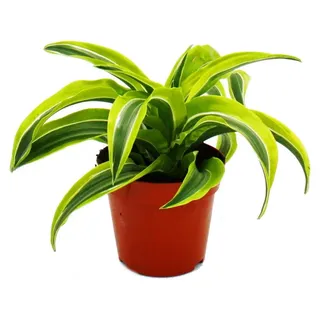 Drachenbaum - Dracaena deremensis fragrans Lemon Lime - 12cm Topf - gelb-grüne Blätter - Gelb