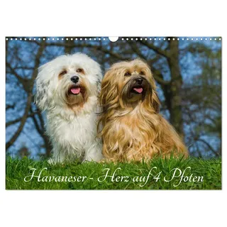 Calvendo Havaneser - Herz auf 4 Pfoten (Wandkalender 2026 DIN A3 quer), CALVENDO Monatskalender: Lassen Sie sich verzaubern von dieser entzückenden Kleinhunderasse (CALVENDO Tiere)