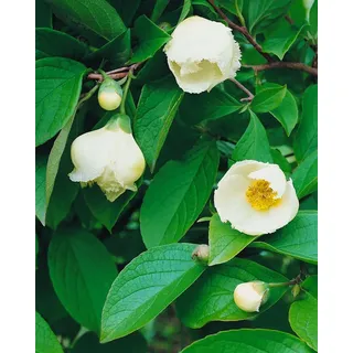 Stewartia pseudocamellia, Japanische Scheinkamelie, 40–60 cm