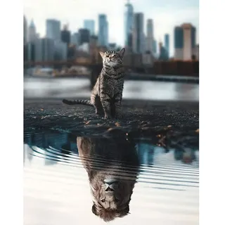 DCIDBEI Diamond Painting Quadratische Steine 40x50 cm - Katze Löwe mit Spiegelbild - Square Drill