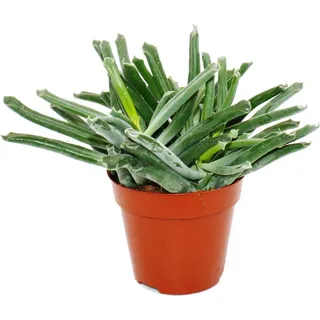 Cotyledon "Elephants Trunk" - Elefanten-Rüssel-Pflanze - Sukkulente - im 12cm Topf