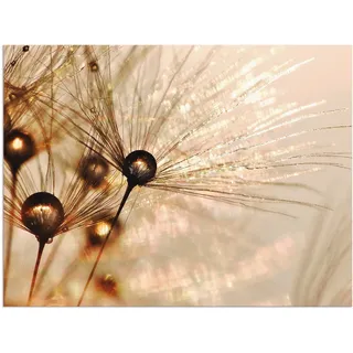 Artland Wandbild "Pusteblume Goldener Tropfen" Blumen 1 Stk. tlg. als Alubild, Leinwandbild, Poster in verschied. Größen, farbe bild(er): goldfarben