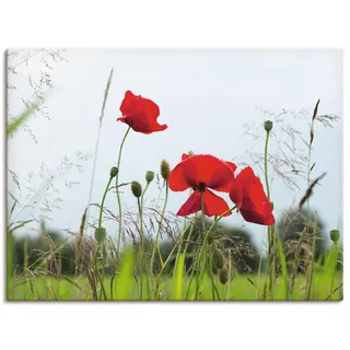 Andrea Potratz: Mohnblumen, Produkt:Leinwand, Größe:45x60 cm / Leinwand - Rot