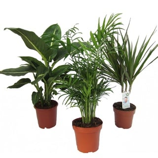 Dominik Blumen und Pflanzen, Zimmerpflanzen Set aus 1x Diefenbachie, 1x Zimmerpalme und 1x Drachenbaum (Dracaena marginata), 10-12 cm Topf