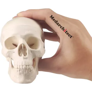 Medarchitect Anatomisches Schädelmodell mit Beweglichem Kiefer, Mini Menschlicher Schädel für Anatomie Lernen, Medizinische Ausbildung, Zeichenreferenz, Osteopathie und Dekoration
