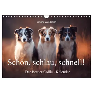 Calvendo Schön, schlau, schnell! - Der Border Collie - Kalender (Wandkalender 2026 DIN A4 quer), CALVENDO Monatskalender