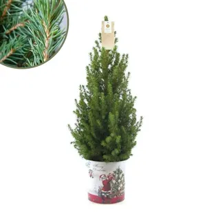 Plants by Frank | Weihnachtsbaum Klein im Christmas Topf | 1x Picea Conica 'December' | 19 cm Ø | 60 cm  | Zuckerhut fichte | Zuckerhutfichte kaufen | Tannenbaum klein - Grün