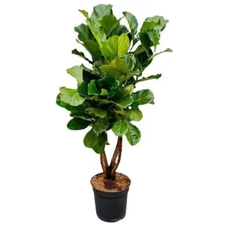 Geigen-Feige - Ficus Lyrata - Zimmerpflanze - 200cm - ø32cm