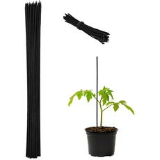 Bild von Pflanzenstab, 50er Set, 60 cm, Bambus, Eisen, Rankhilfe für Tomaten UVM, zur Stabilisierung, Ø 6mm, schwarz