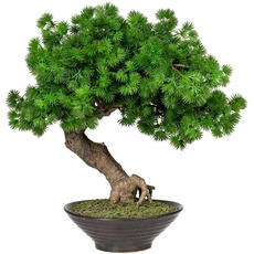 Bild Kunstbonsai »Perham«, Kunstpflanze, im Topf, grün