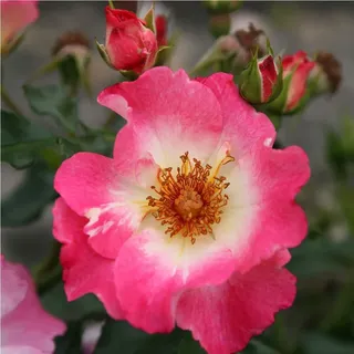 2 x Kordes Nektar Rose - Rosa 'Dolomiti'