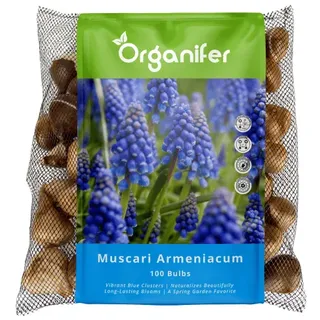 100 Muscari Armeniacum Zwiebeln (XXL Blumenzwiebeln Größe 9/10 cm) - Organifer