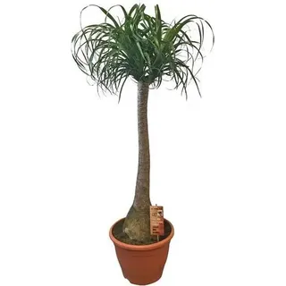 Elefantenfuß ca. 160 cm Beaucarnea recurvata Flaschenbaum Wasserpalme Zimmerpflanze