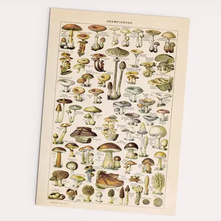 FOLLYGRAPH Champignons Poster - Vintage, Pilze Bild, Wald, Pflanzen (A2 (42x60cm))