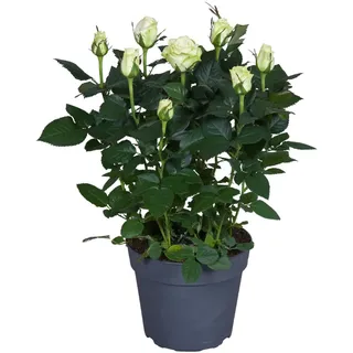 Rosa Wit - Ø17Cm - 45Cm - Rosa