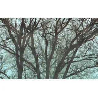 KOMAR Vliestapete - Whispering Woods 400 x 250 cm