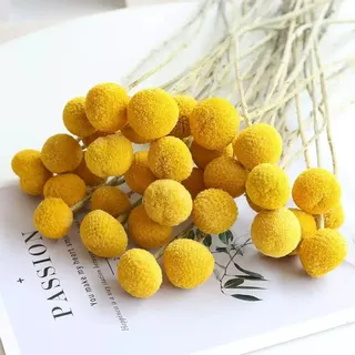 XIZHI 30 Stiele, 2,5–4 cm im Durchmesser, natürliche Craspedia-getrocknete Blumen, gelbe Billy-Knöpfe, Kugeln, Blumenstrauß, Bündel, natürliche getrocknete Blumen für DIY-Blumenarrangements