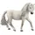 Iceland Pony Mare