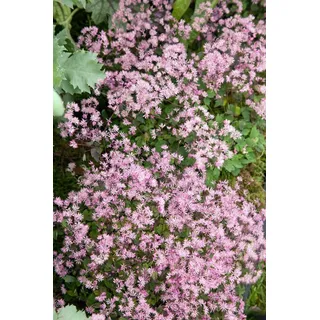 Thalictrum kiusianum, Wiesenraute, zartrosa, ca. 9x9 cm Topf