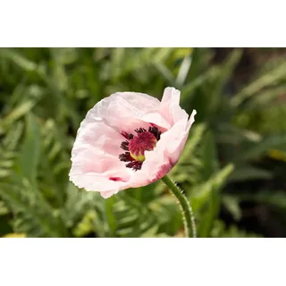 Papaver orientale 'Royal Wedding', Türkischer Mohn, weiß, ca. 11x11 cm Topf - Weiß