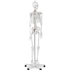 Physa, Praxisbedarf, Skelett Modell Menschliches Skelett Anatomisches Modell Skelett Lebensgroß Physa