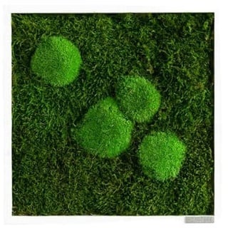 styleGREEN Moosbild: Wald- und Kugelmoosbild 35x35 cm