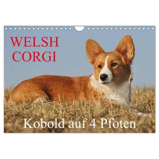 Calvendo Welsh Corgi - Kobold auf 4 Pfoten (Wandkalender 2026 DIN A4 quer), CALVENDO Monatskalender: Welsh Corgi Pembroke und Cardigan in beiden ... Sigrid Starick (CALVENDO Tiere)