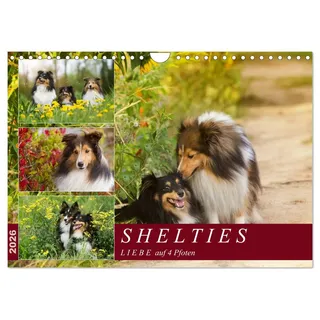 SHELTIES Liebe auf 4 Pfoten (Wandkalender 2026 DIN A4 quer), CALVENDO Monatskalender: Mit herrlichen Shetland Sheepdog Naturaufnahmen durch alle Jahreszeiten. (CALVENDO Tiere)